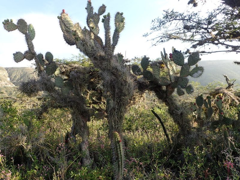 Opuntia soederstromiana, photographed by Julien Renoult