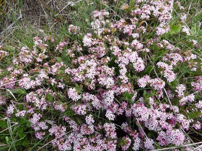 Pimelea alpina, photographed by Murray Dawson