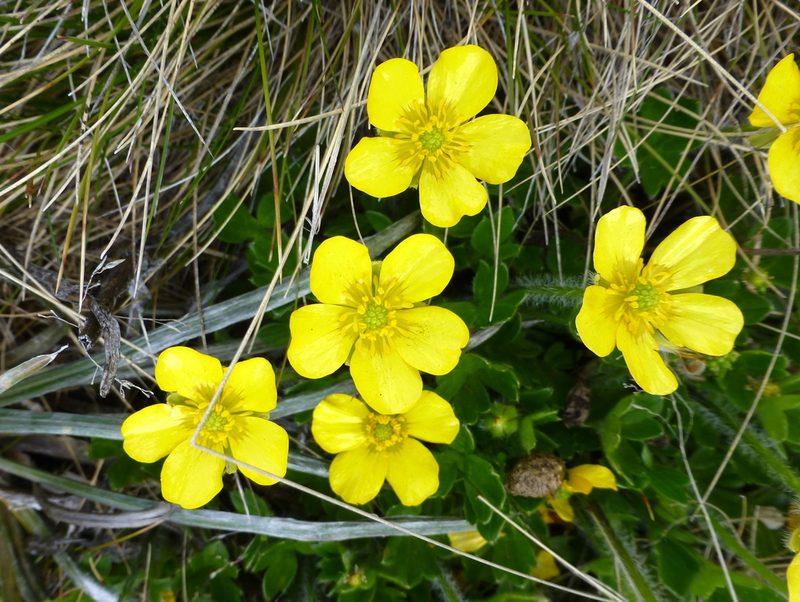 Ranunculus graniticola, photographed by Murray Dawson