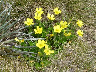 Ranunculus graniticola, photographed by Murray Dawson