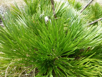 Aciphylla glacialis, photographed by Murray Dawson