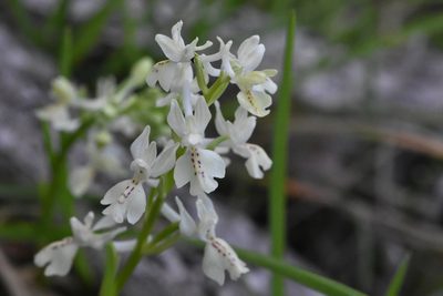 Orchis provincialis, photographed by Марина Садыкова
