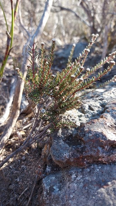 Phylica stenopetala, photographed by Jacques van der Merwe
