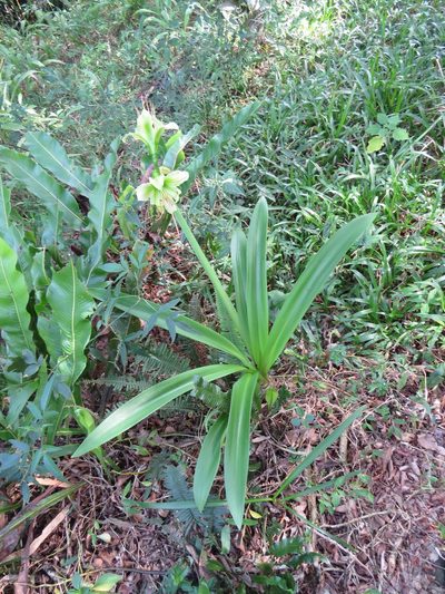 Hippeastrum calyptratum, photographed by Victor Farjalla Pontes