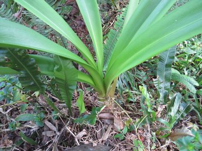 Hippeastrum calyptratum, photographed by Victor Farjalla Pontes