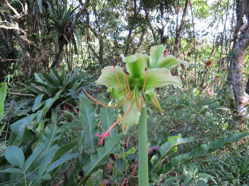 Hippeastrum calyptratum, photographed by Victor Farjalla Pontes