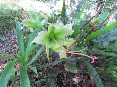 Hippeastrum calyptratum, photographed by Victor Farjalla Pontes