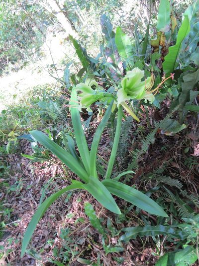 Hippeastrum calyptratum, photographed by Victor Farjalla Pontes