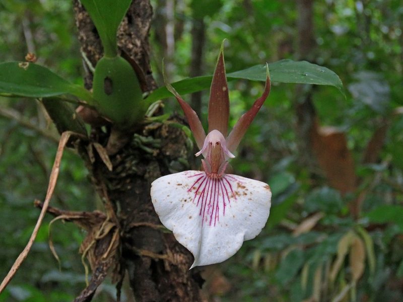 Zygosepalum labiosum, photographed by Sidnei Dantas
