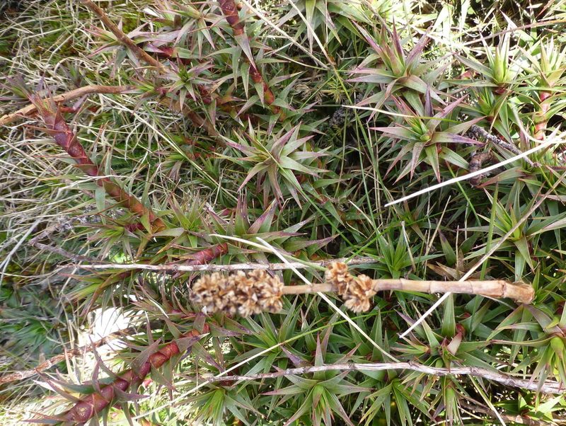 Dracophyllum continentis, photographed by Murray Dawson
