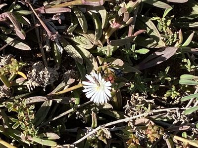 Delosperma litorale, photographed by Christina