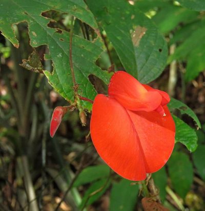 Periandra coccinea, photographed by Sidnei Dantas