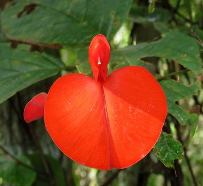 Periandra coccinea, photographed by Sidnei Dantas
