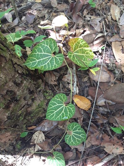 Aristolochia leuconeura, photographed by keesgroenendijk