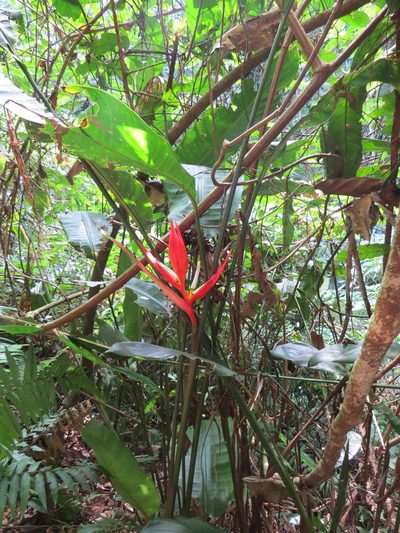 Heliconia angusta, photographed by Victor Farjalla Pontes