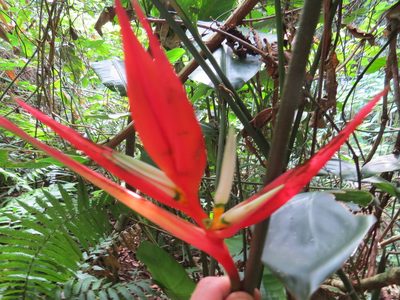 Heliconia angusta, photographed by Victor Farjalla Pontes