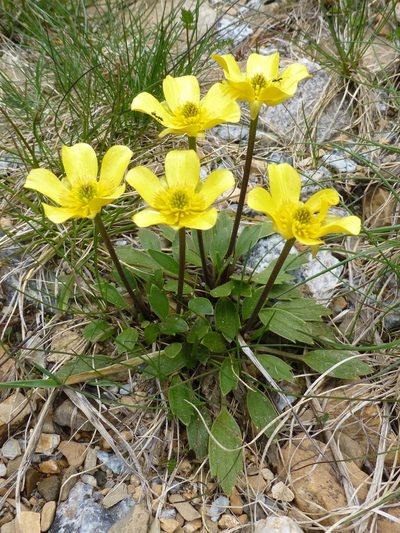 Ranunculus muelleri, photographed by Murray Dawson