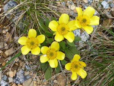 Ranunculus muelleri, photographed by Murray Dawson