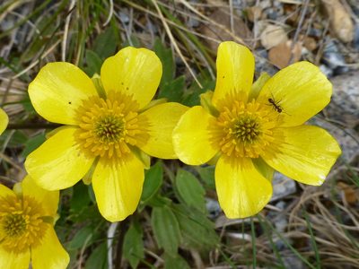 Ranunculus muelleri, photographed by Murray Dawson