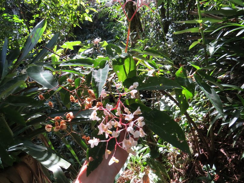 Begonia angularis, photographed by Victor Farjalla Pontes