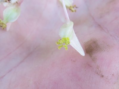 Begonia angularis, photographed by Victor Farjalla Pontes