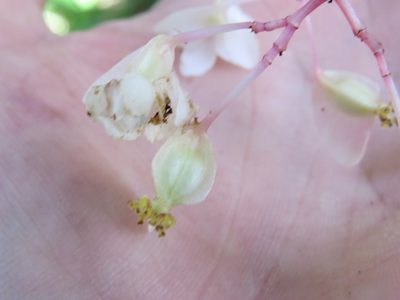 Begonia angularis, photographed by Victor Farjalla Pontes