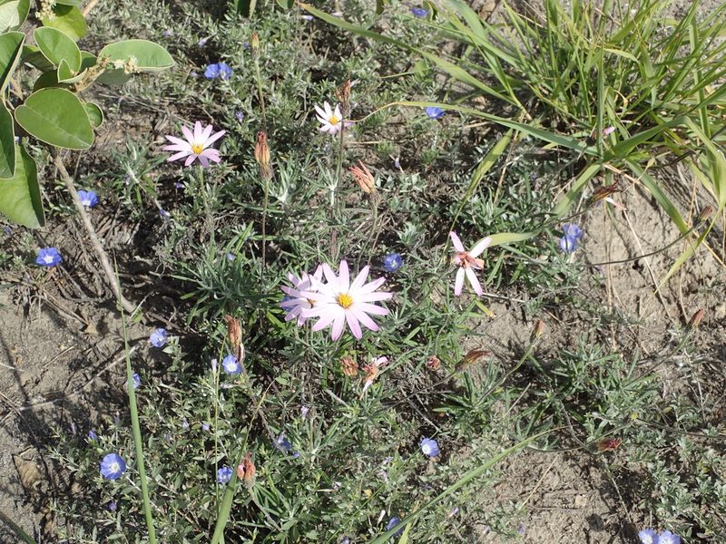 Onoseris hyssopifolia, photographed by Julien Renoult