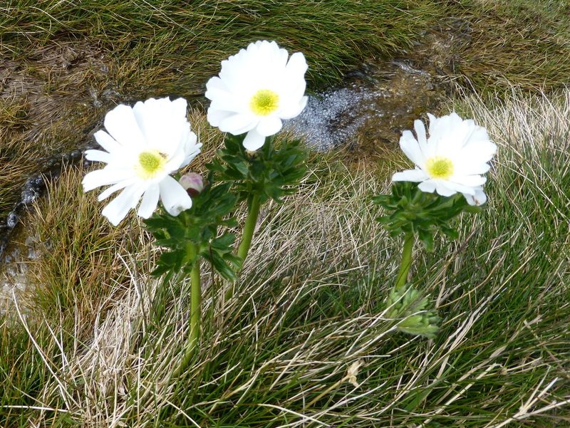 Ranunculus anemoneus, photographed by Murray Dawson