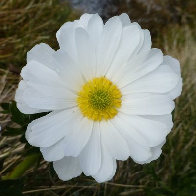 Ranunculus anemoneus, photographed by Murray Dawson