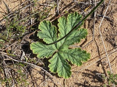 Pelargonium lobatum, photographed by Christina