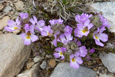 Euphrasia collina, photographed by Murray Dawson