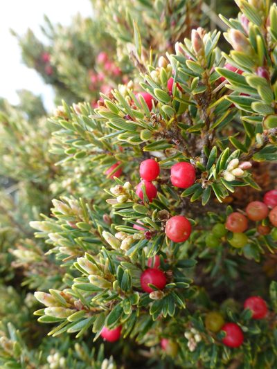 Acrothamnus montanus, photographed by Murray Dawson