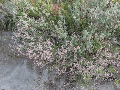 Alternanthera porrigens, photographed by Julien Renoult