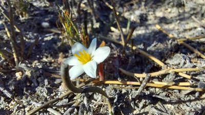 Pauridia alba, photographed by Jacques van der Merwe