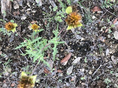 Tetragonotheca texana, photographed by Kathy Marie