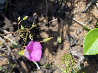 Oxalis stellata, photographed by Christina