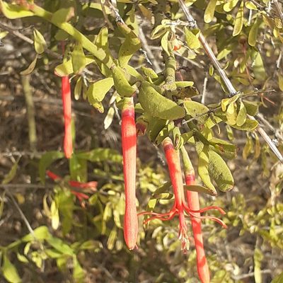 Ligaria cuneifolia, photographed by Benjamin Bender