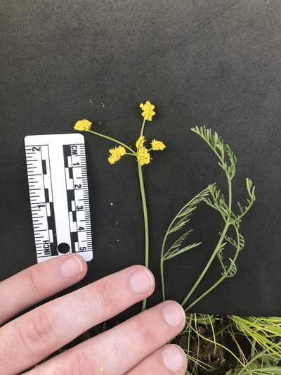 Lomatium bradshawii, photographed by Daniel Kennedy