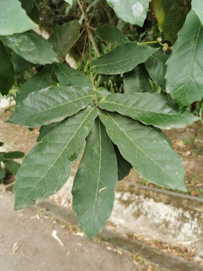 Quercus germana, photographed by Juan Carlos Pérez Magaña