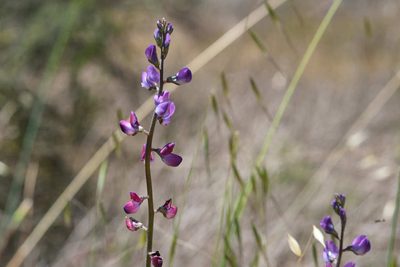 Lupinus truncatus, photographed by Shawn O'Donnell