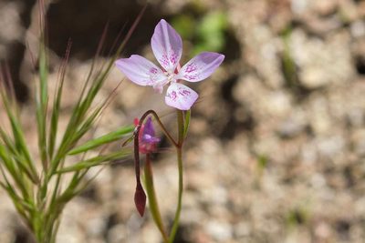 Clarkia similis, photographed by Shawn O'Donnell
