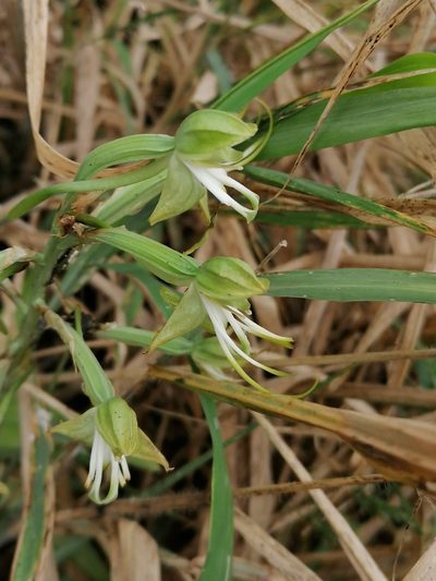 Bonatea antennifera, photographed by Hildegard Klein