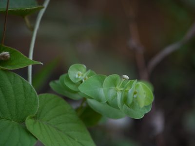 Euphorbia pycnostegia, photographed by Dinesh Valke