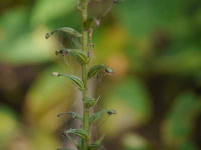 Habenaria furcifera, photographed by Dinesh Valke