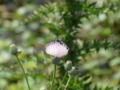 Cirsium nuttallii, photographed by Michael W Belitz
