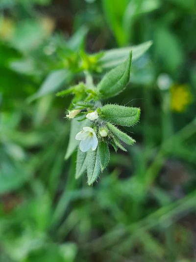 Buglossoides incrassata, photographed by Jacek Pietruszewski