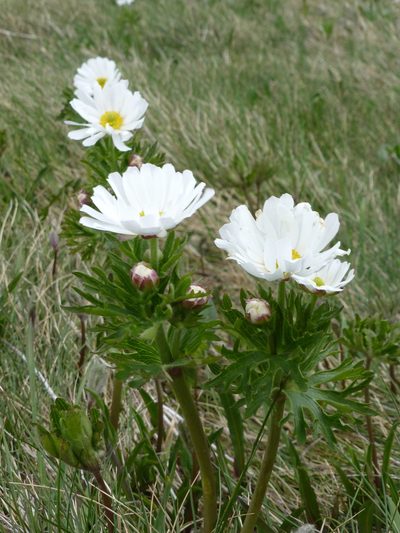 Ranunculus anemoneus, photographed by Murray Dawson