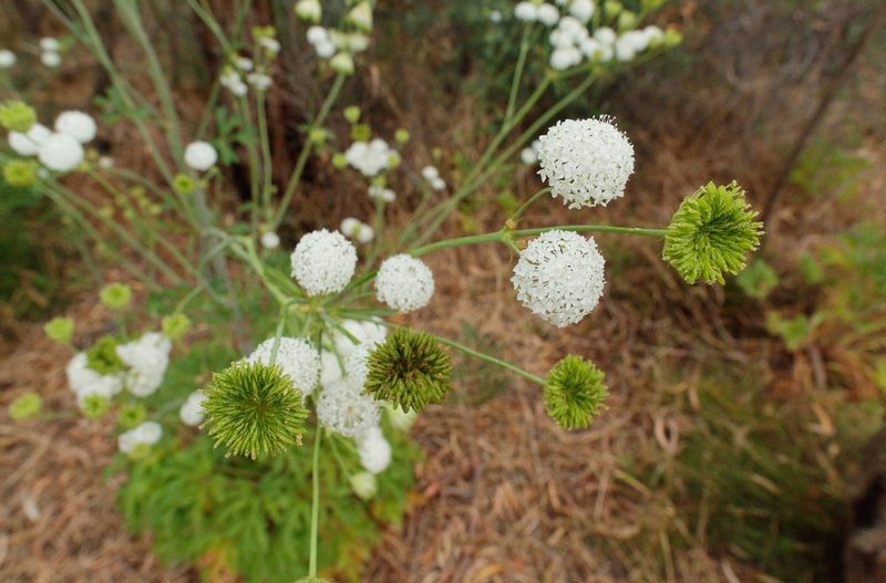 Trachymene composita, photographed by Lek Khauv