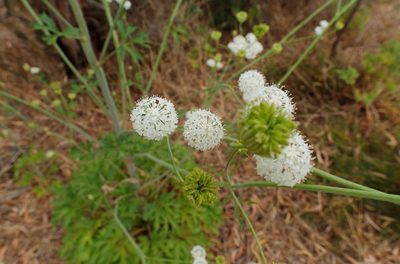Trachymene composita, photographed by Lek Khauv