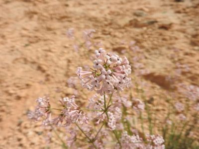 Hexaphylla hirsuta, photographed by Abdenour Kheloufi